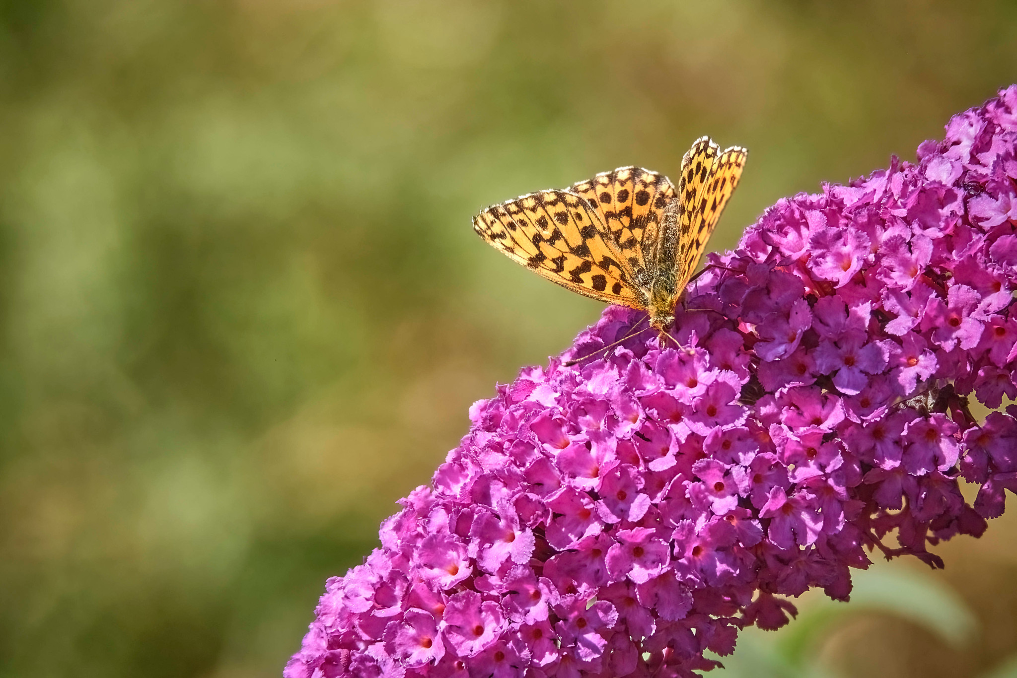 Phénomène mondial: Une espèce de papillon sur dix a déjà changé de territoire à cause du climat