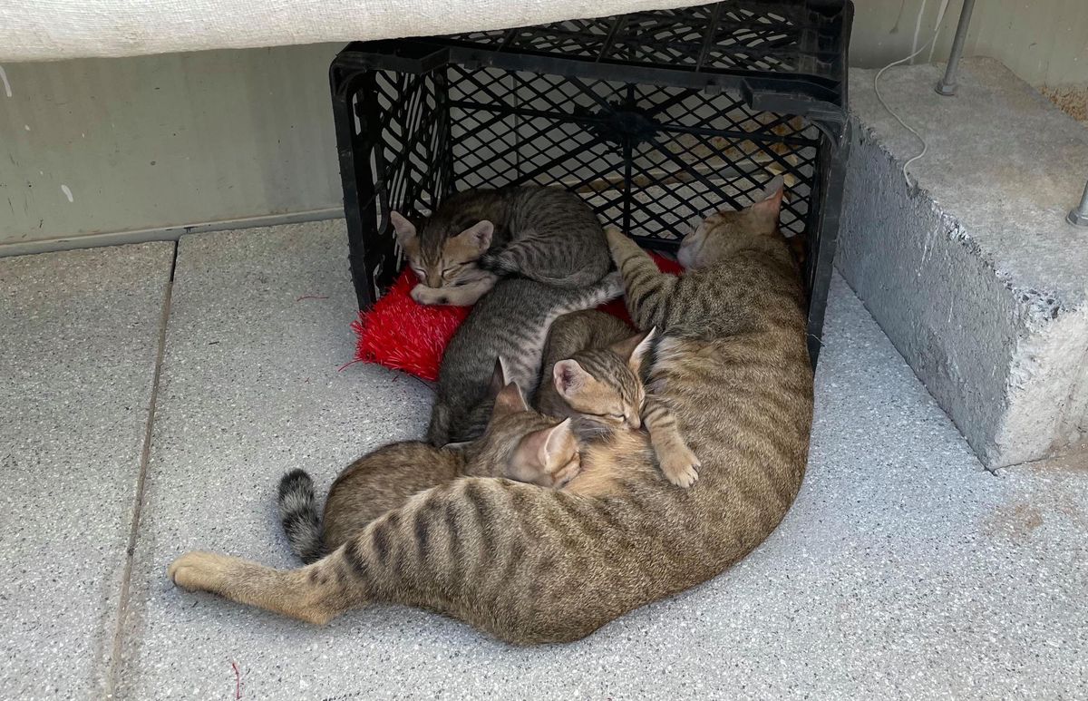 Sprüngli et ses quatre chatons à Dubaï