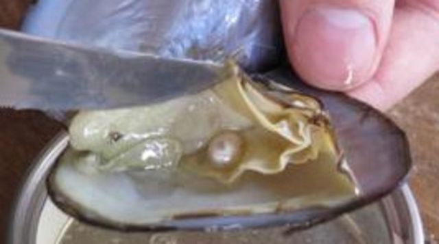 Il commande des huîtres et... récolte des perles