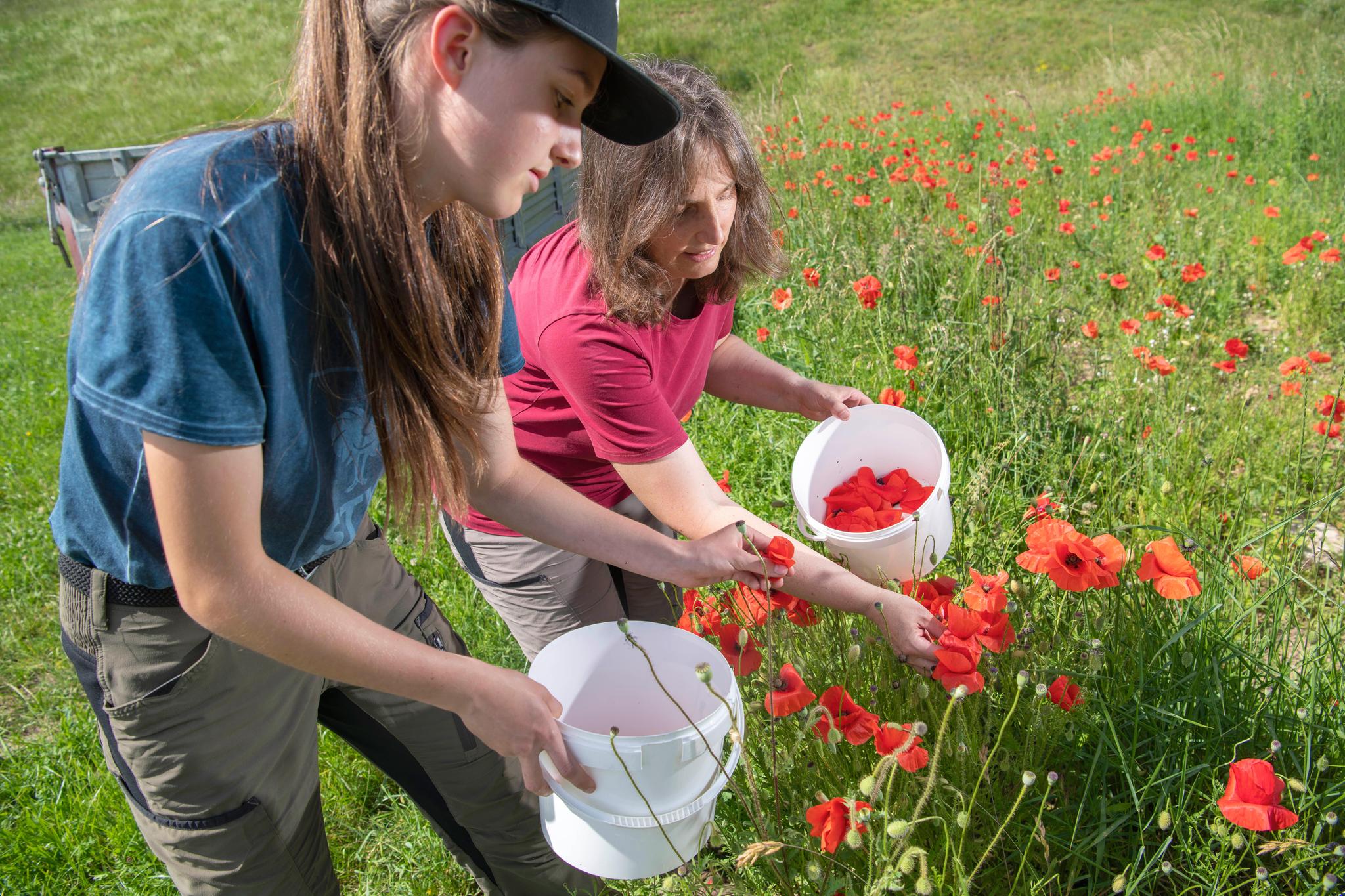 Liza et Sinia cueillent les coquelicots des prairies.