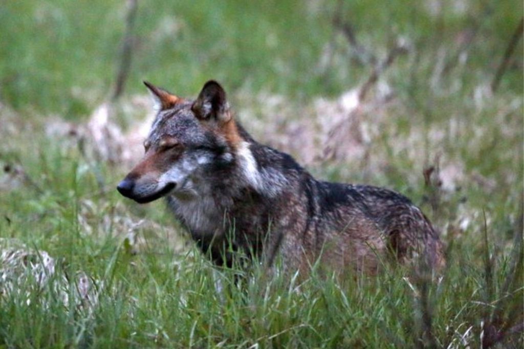 Deux loups pourront être abattus en Valais
