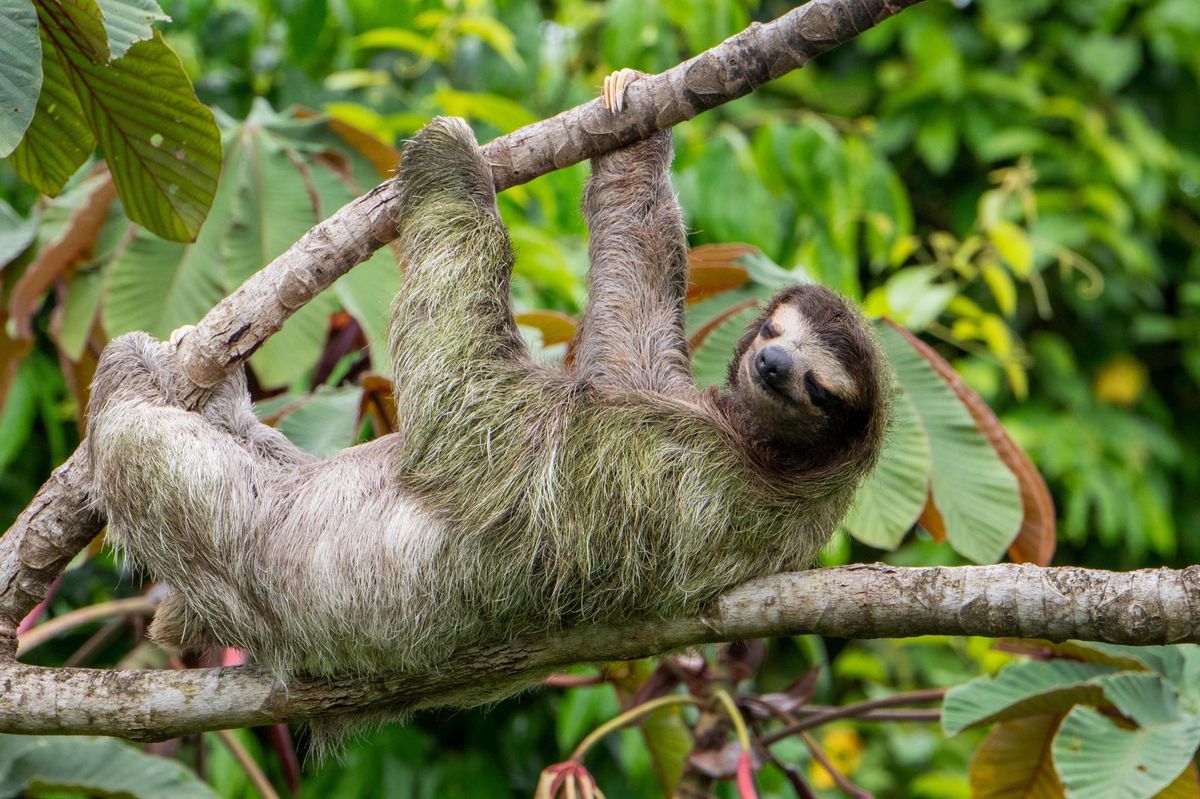S’il n’est pas un modèle de dynamisme, le paresseux, ou aï, n’en est pas moins un prodige de la nature. 