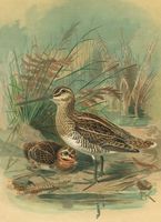 En 100 ans, les oiseaux d’ici ont vécu un déclin «dramatique»