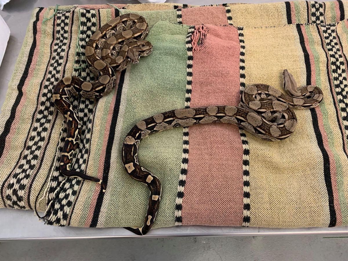 Les boas Constrictor Imperator colombiens (en photo) et les autres
serpents ont été transportés dans des caisses en plastique.