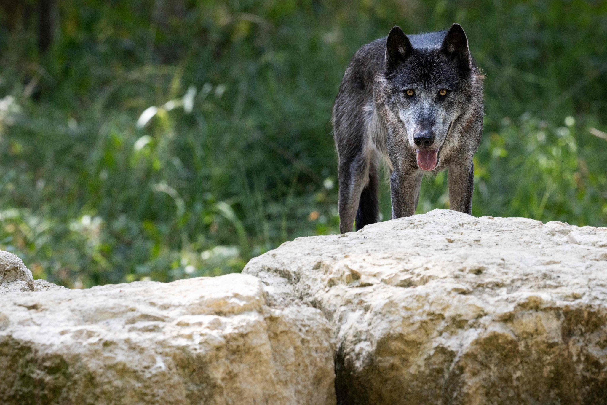 Ein Nordwestlicher Wolf steht auf einem Felsen im Wildpark Espace Rambouillet und blickt direkt in die Kamera.