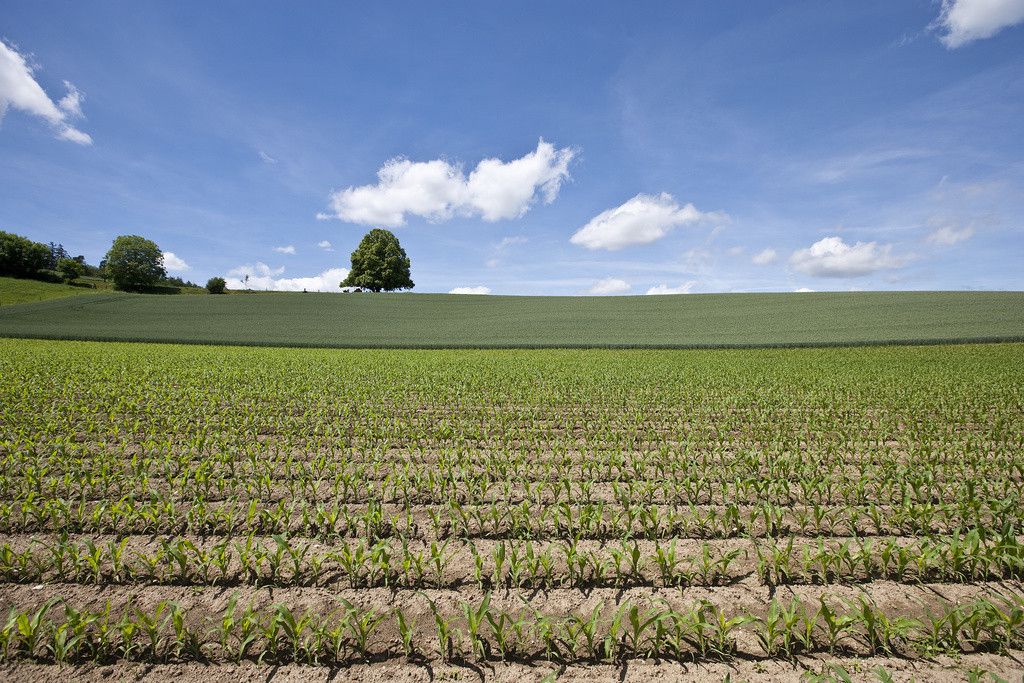 Malgré l’arrivée rapide des secours, l’enfant a succombé à l’hôpital.