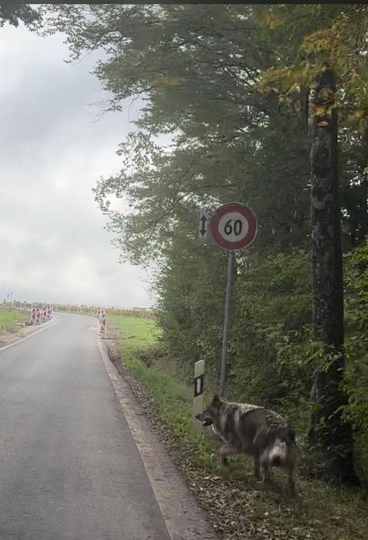 Un loup traverse une route de campagne entourée d'arbres avec un panneau de limitation de vitesse à 60 km/h.
