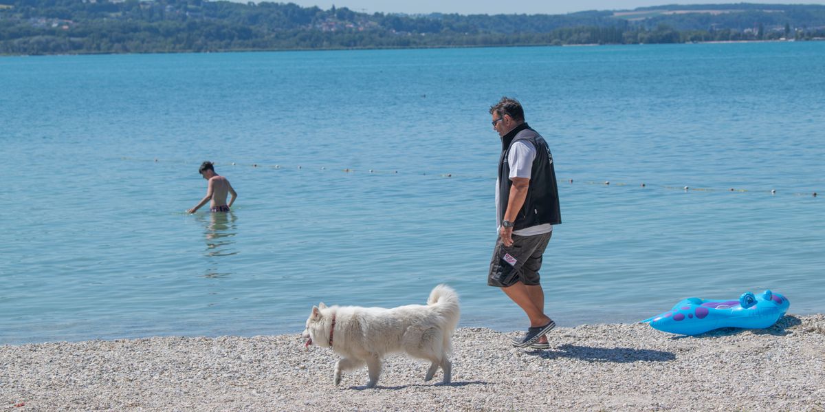 GRANDSON 22 SEPTEMBRE 2021. Les cyanobactéries dans le lac de Neuchâtel freinent-elles les ardeurs des baigneurs? Reportage a Corcelettes, la plage du camping des pins.  (24 HEURES /Jean-Paul Guinnard)