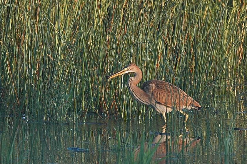 La reproduction des oiseaux de la Grande Cariçaie se porte bien