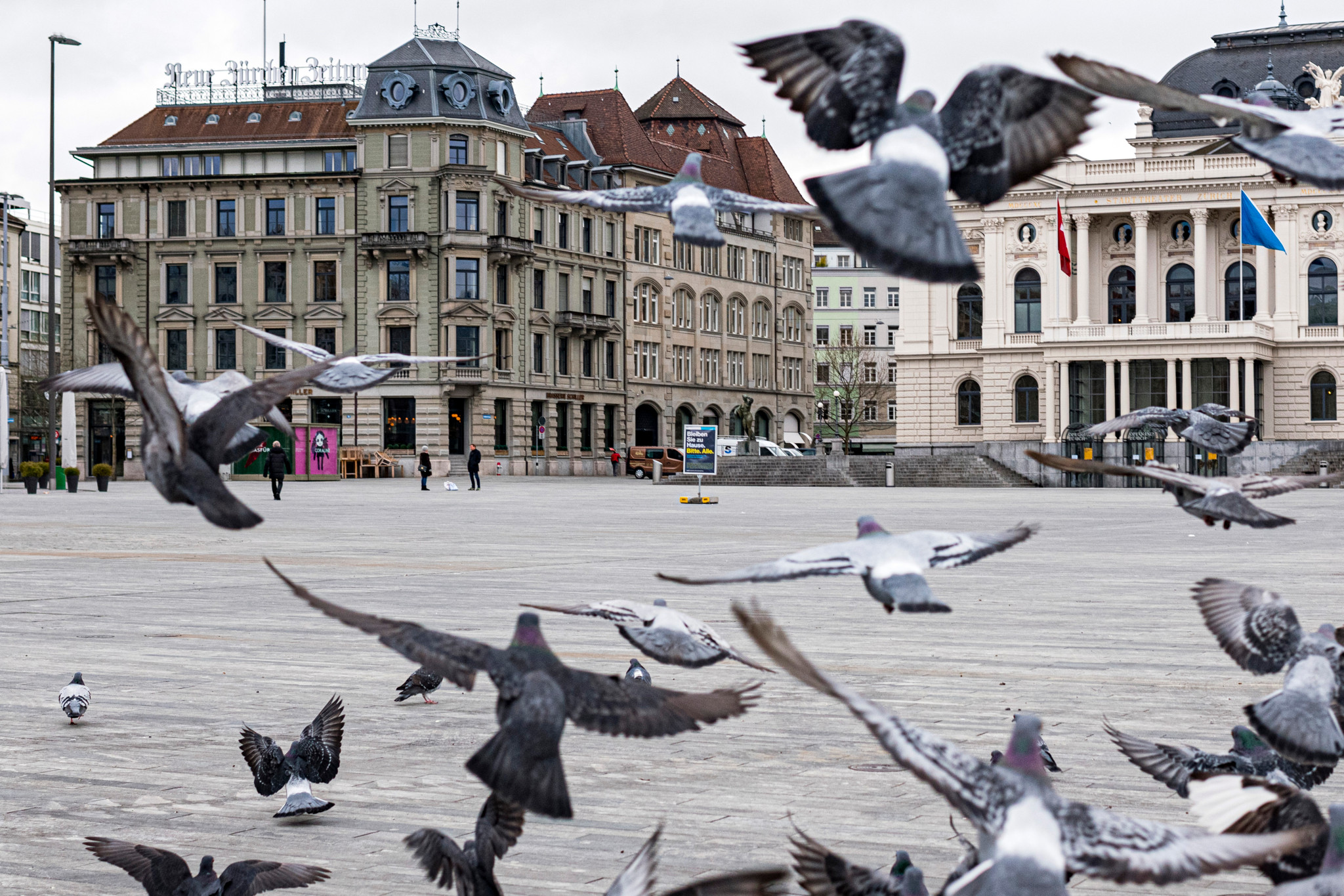 Stadt Zürich reguliert Bestand: Tauben gekeult – jetzt regt sich Widerstand