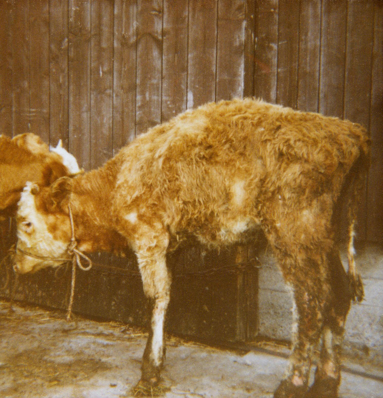 Die Kühe von Fritz Maurer magern ab, sind schwach.