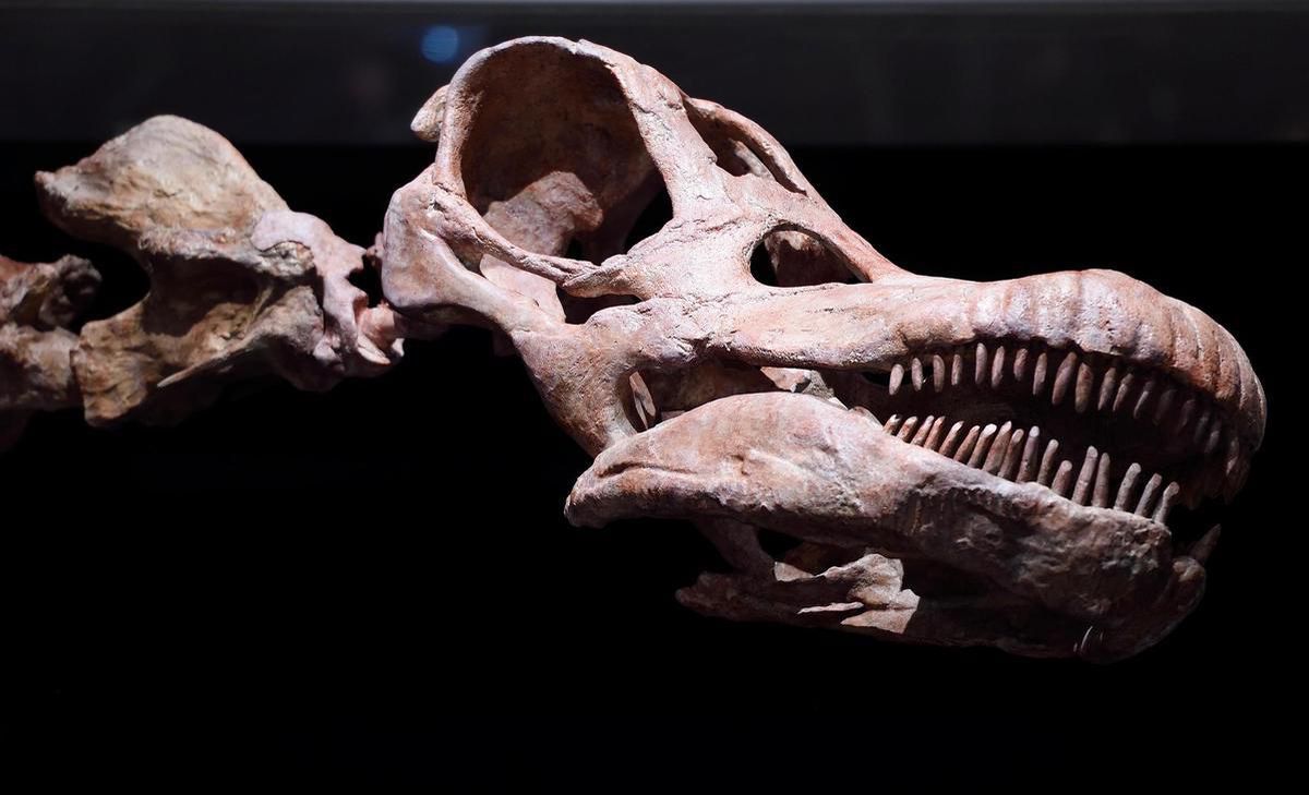 Paléontologie Le plus grand dinosaure jamais découvert? L
