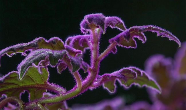 Die Pflanze ist grün, aber die feinen Härchen darauf sind leuchtend violett: Die Samtpflanze (Gynura) ist nur eine von vielen bunten Zimmerpflanzen.