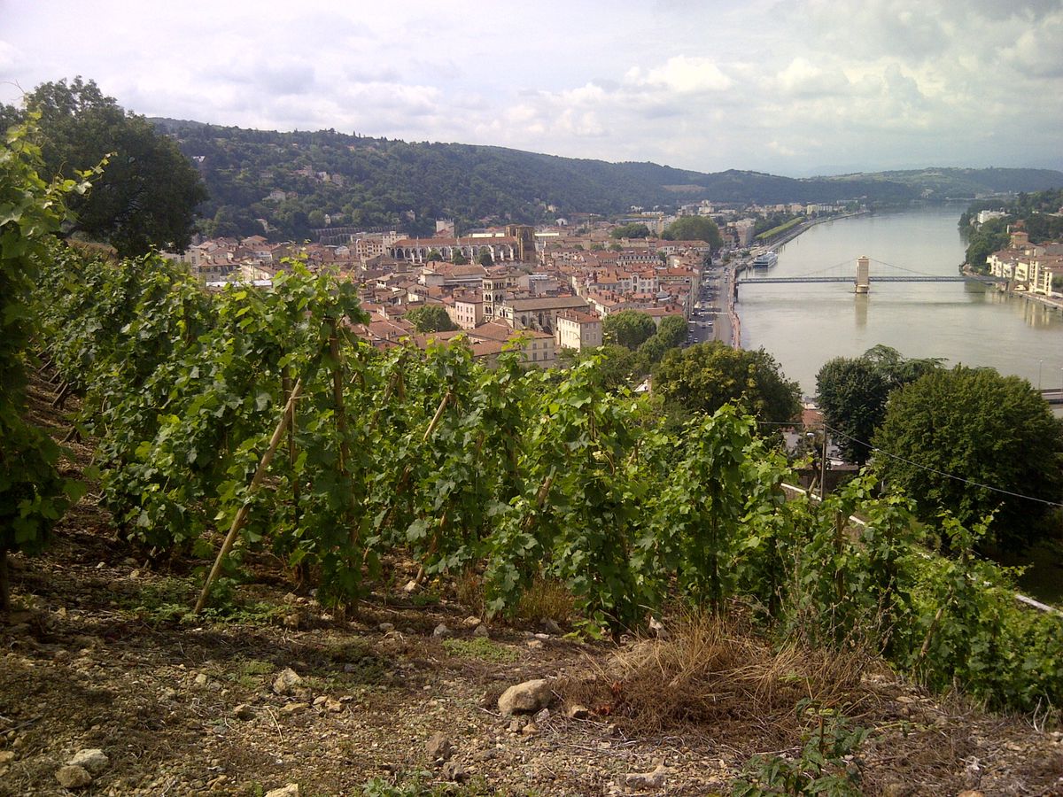 Vitis Vienna, un nouveau vignoble au nord du Rhône
