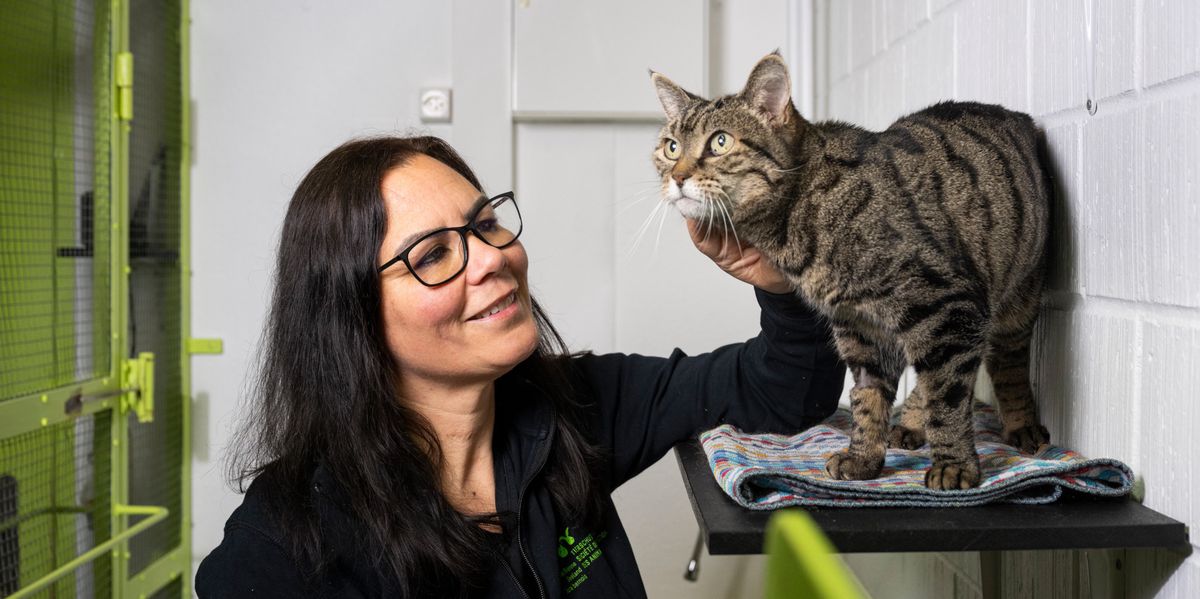 Vermehrung-von-Streunerkatzen-Verwilderte-Katzen-f-hren-ein-prek-res-Leben-jetzt-lancieren-Tiersch-tzer-einen-dringenden-Appell