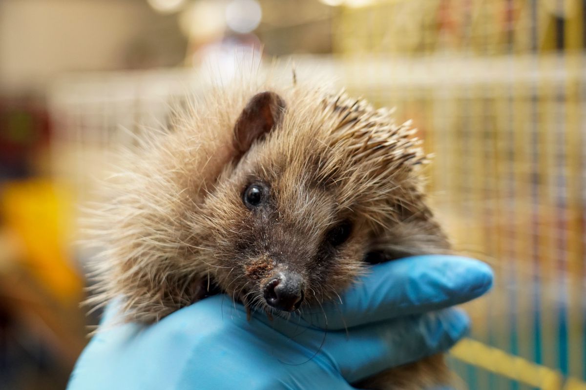 Vernier, le 26/04/2024 - SOS Hérissons dont la responsabe est Christina Meissner vient en aide aux hérissons blessés.