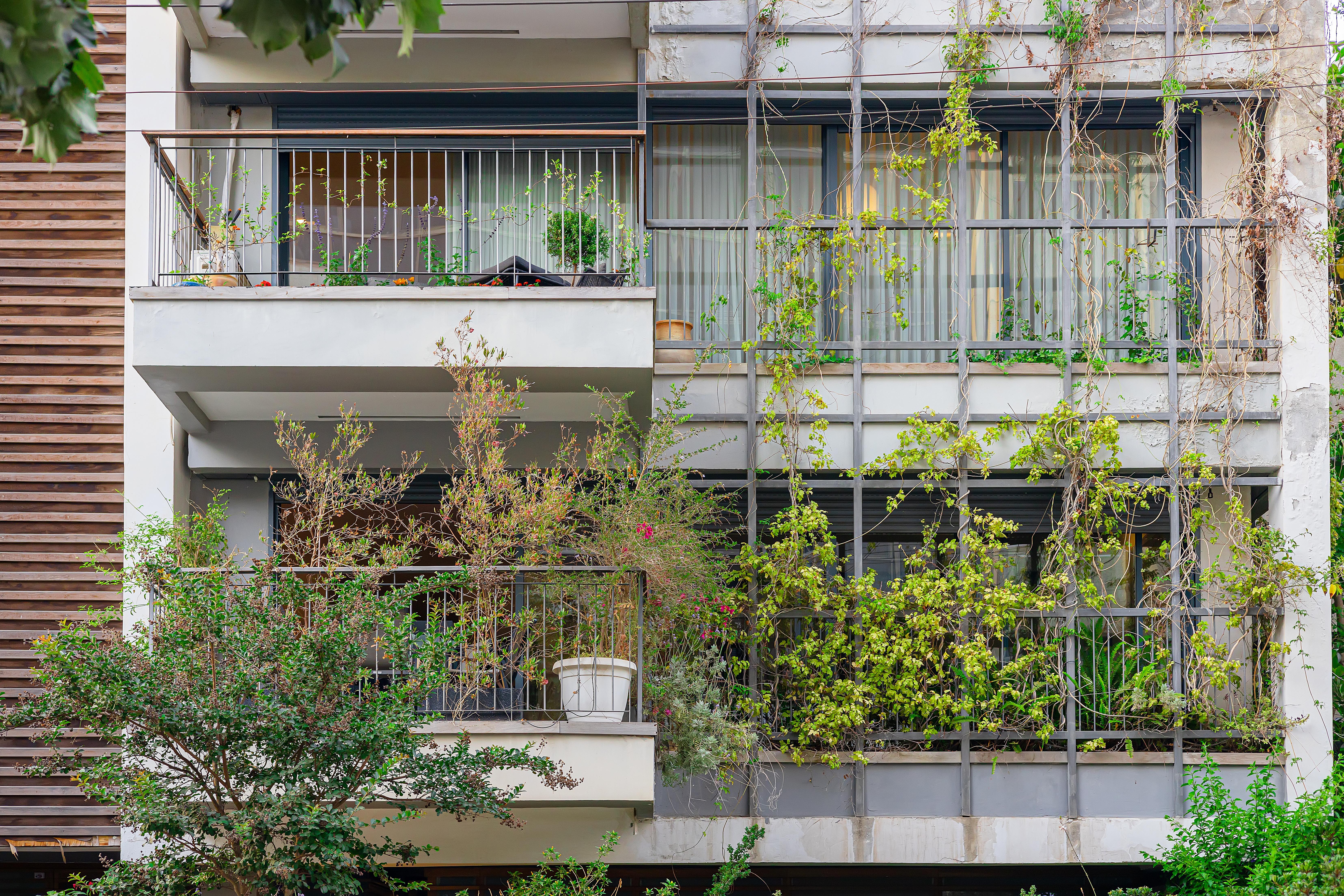 Kletterpflanzen auf dem Balkon  Tipps fr Heimgrtner