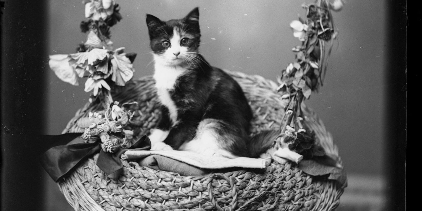 Chat noir et blanc assis dans un panier en osier décoré de fleurs.