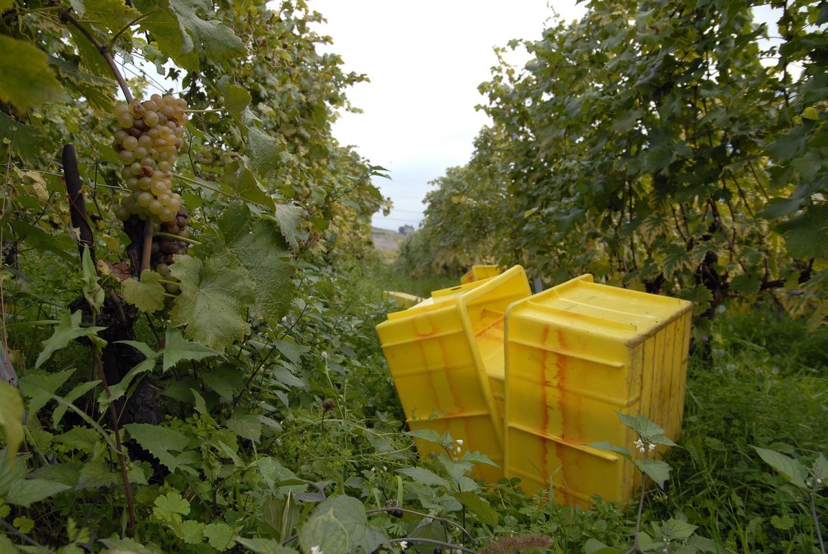 La récolte vaudoise a atteint 27 millions de litres, contre 19 en 2021. Et la surface viticole vaudoise a augmenté de… 4 hectares! 