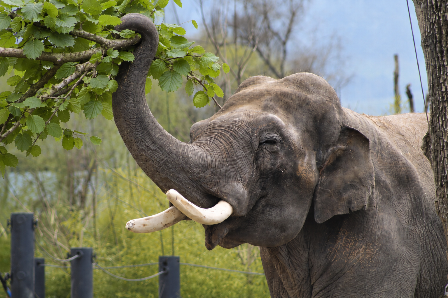 Elefant mit Stosszähnen streckt seinen Rüssel nach grünen Blättern eines Baumes aus.
