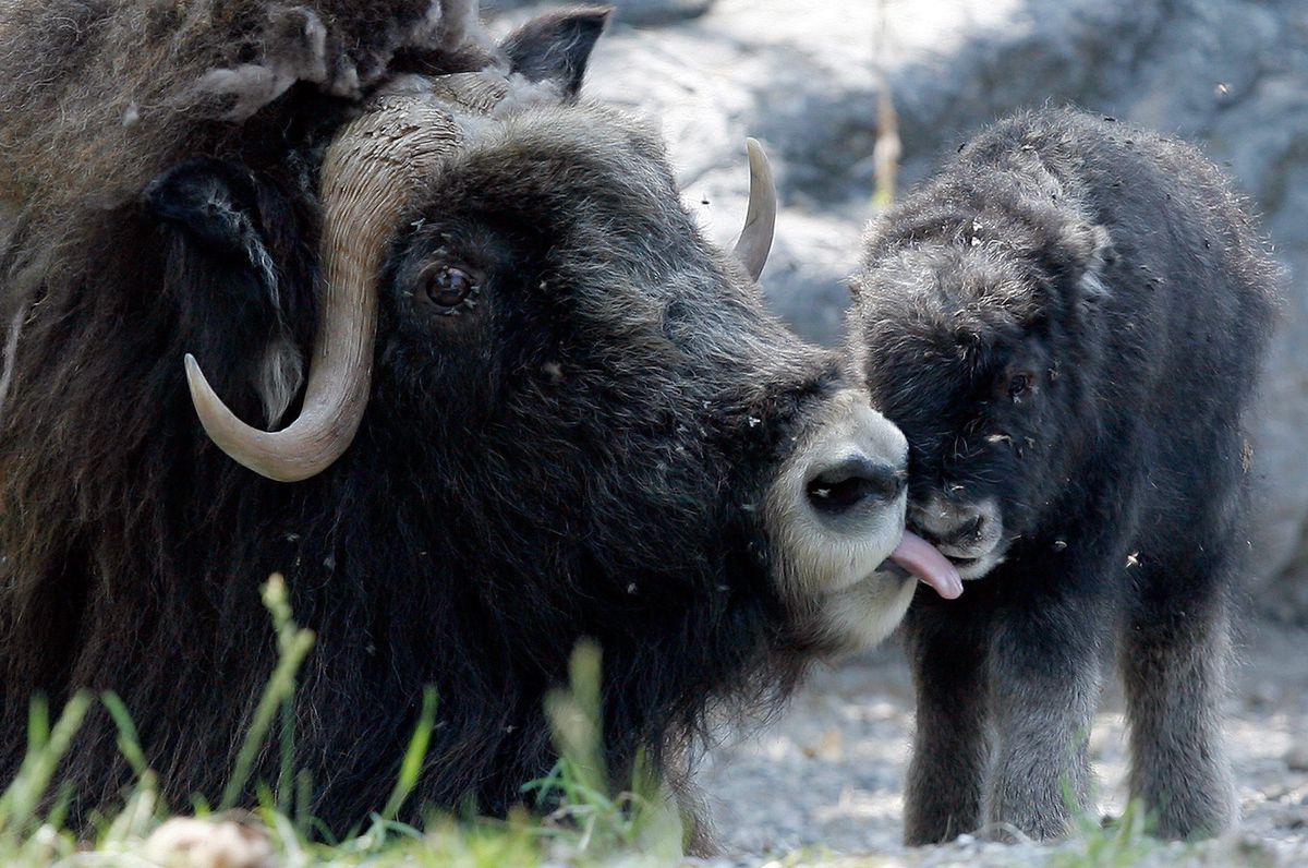 Ein Bild aus glücklichen Tagen: Eine Moschusochsen-Kuh leckt ihr Neugeborenes im Berner Tierpark Dählhölzli. Die Aufnahme stammt aus dem Jahr 2009.  Es handelt sich dabei aber nicht um «Maike», da diese aus einem Zoo in Kopenhagen stammt.