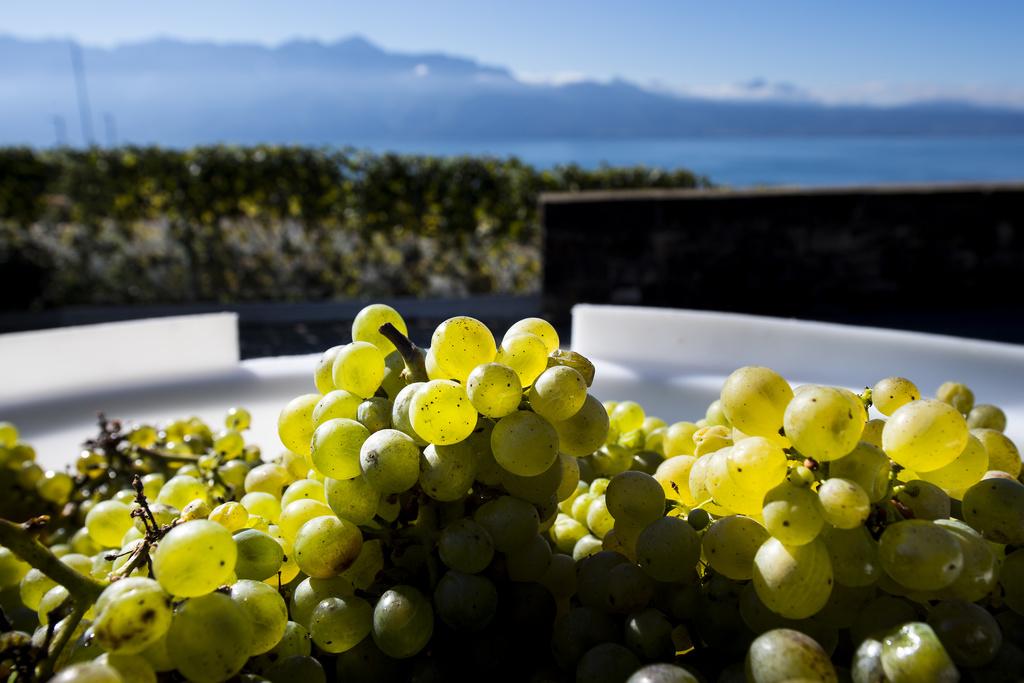 Grappe de raisins dans une caisse au début des vendanges à Lavaux, avec vue sur le lac et les montagnes, à Grandvaux, Vaud.