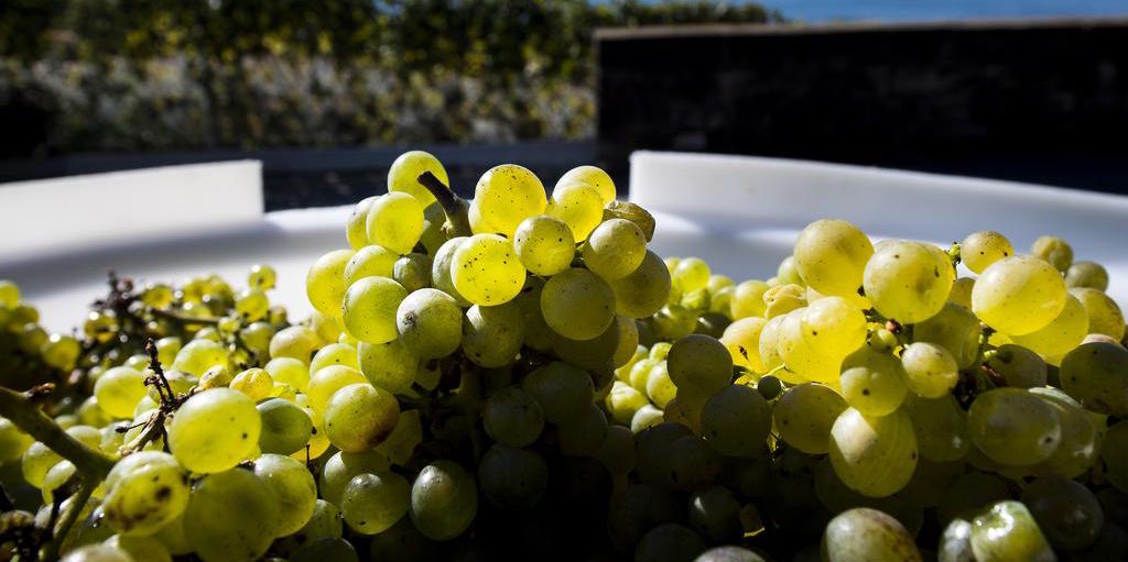 Grappe de raisins dans une caisse au début des vendanges à Lavaux, avec vue sur le lac et les montagnes, à Grandvaux, Vaud.