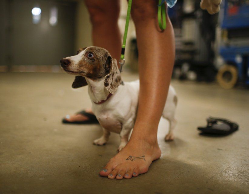 Ces courses sont réservées aux races courtes sur pattes, couramment afflublées du sobriquet de Wiener (comme saucisse) aux Etats-Unis. (1er septembre 2014)