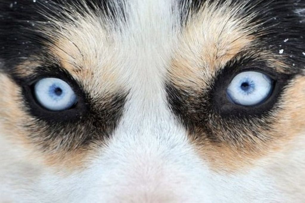 Le husky pourra rester dans l'appartement