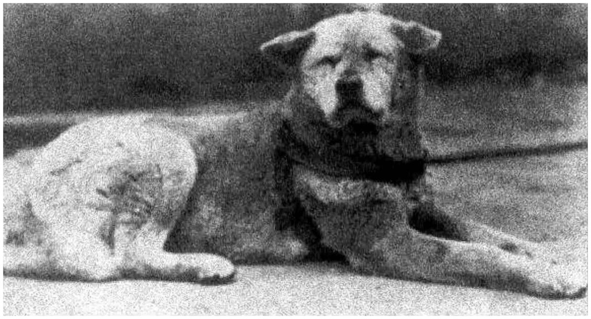 Hachiko Der vielleicht treueste Hund der Welt wäre jetzt 100 Jahre alt