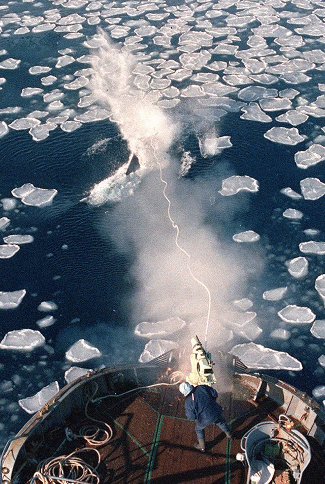 Ein japanischer Walfänger schiesst seine Harpune auf einen Wal im Polarmeer. Foto: Keystone
