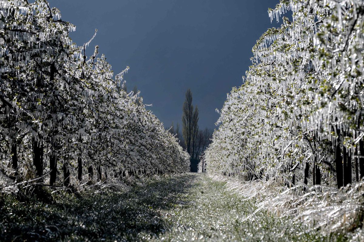 L’aspersion reste une méthode efficace pour protéger les abricotiers valaisans en cas de gel tardif.