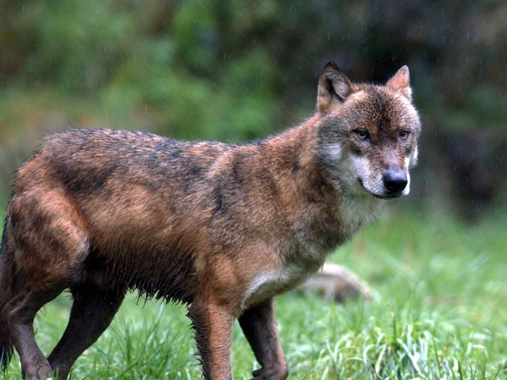 Grisons Un jeune loup happé mortellement par une voiture Tribune de