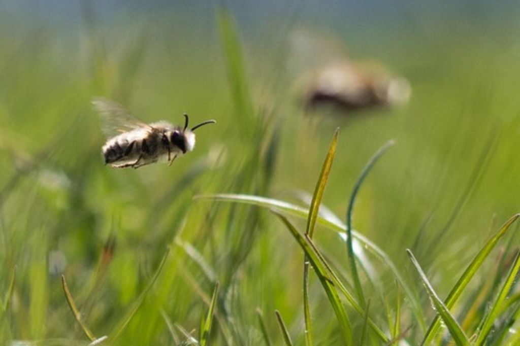 Un projet pour favoriser les abeilles est plébiscité