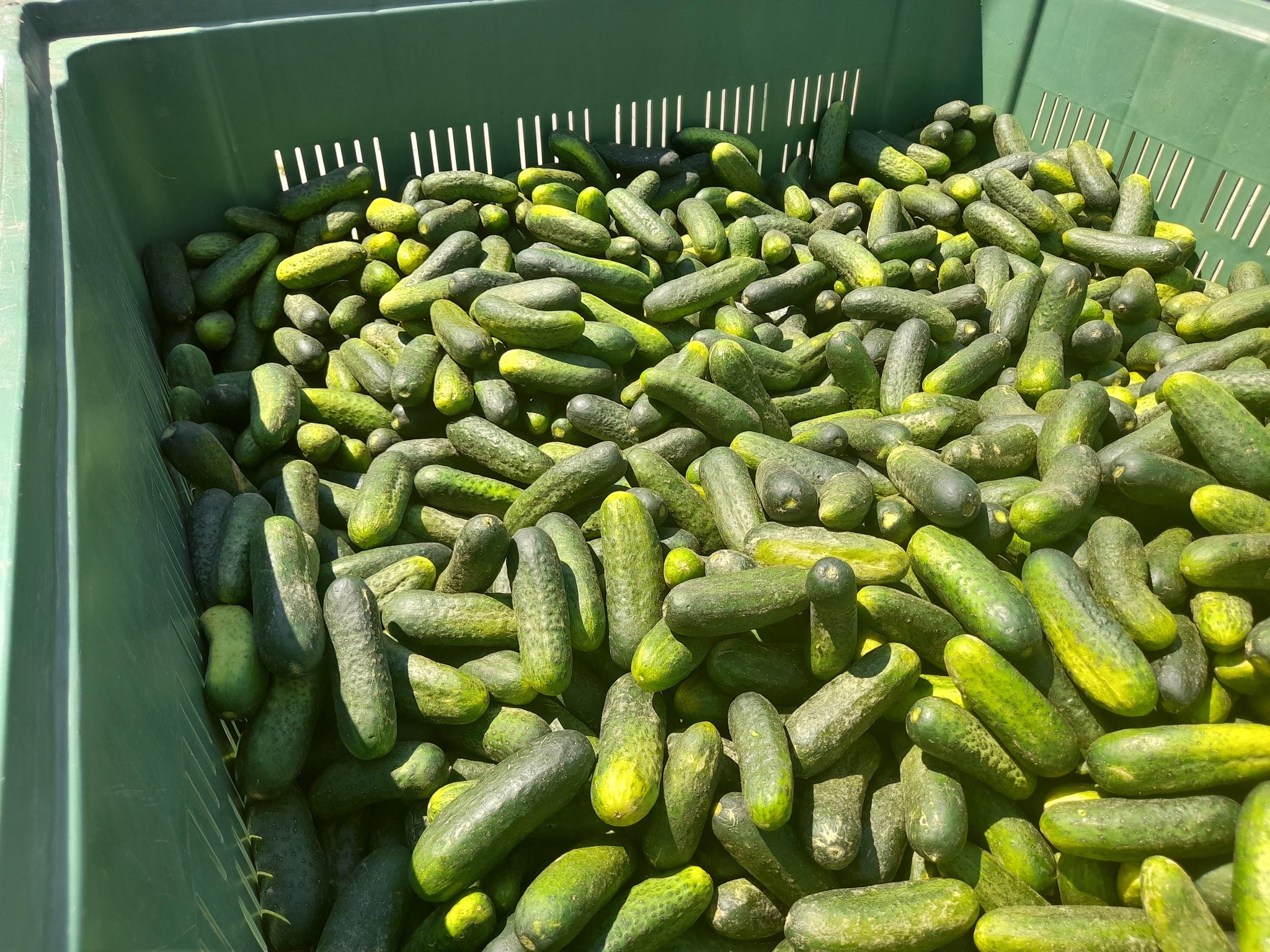 Fastidieuse, la récolte des cornichons doit s’effectuer tous les jours. Mais malgré l’assiduité de son personnel, Serge Cosandey, installé à Chessel, peine à tenir le rythme.