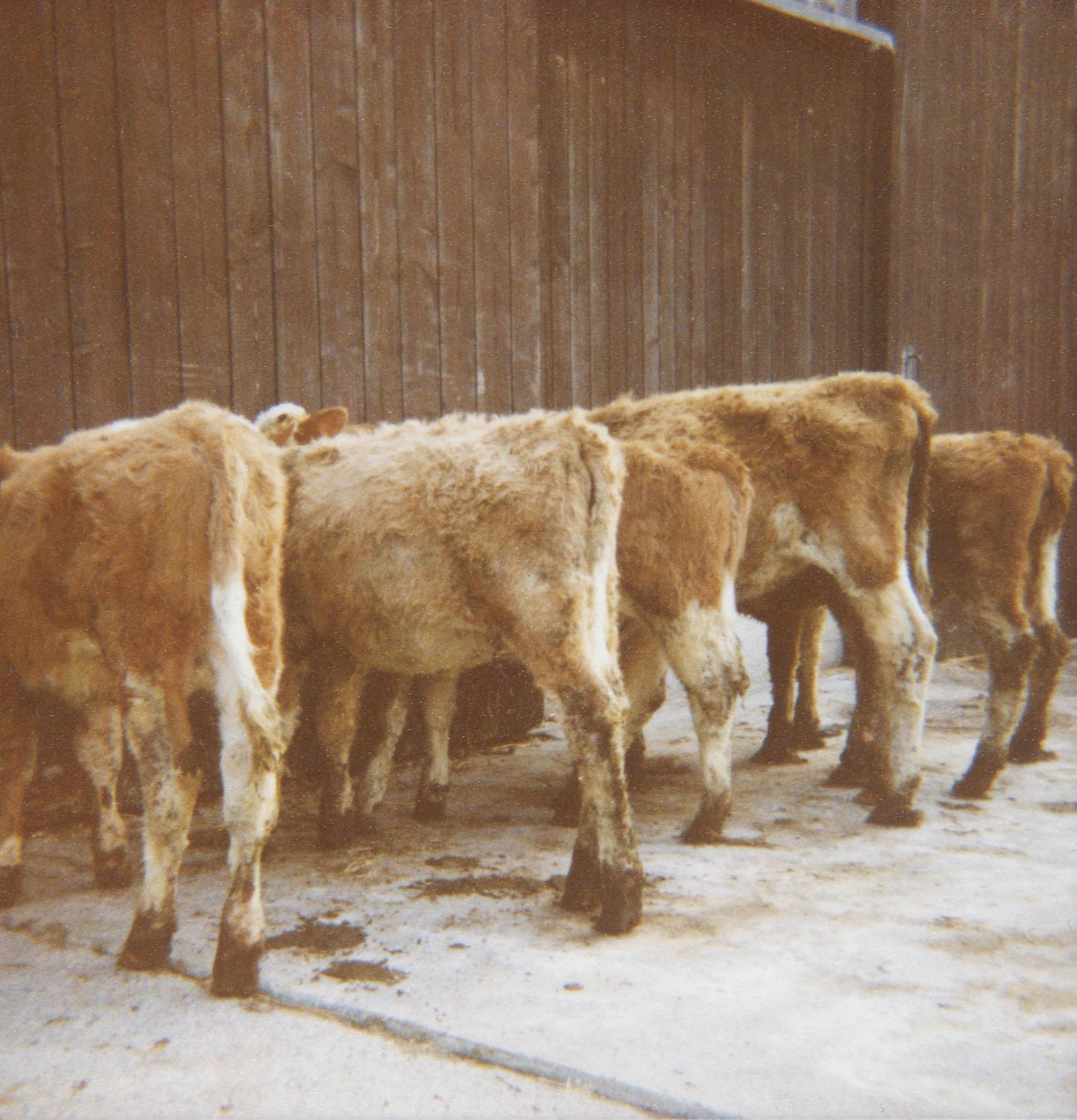 Der Kantonsarzt stellt eine «chronisch schleichende Vergiftung» fest. 