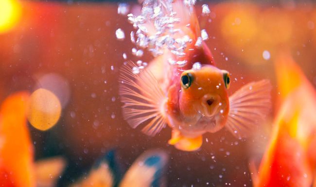 Bist du glücklicher Besitzer oder glückliche Besitzerin eines Aquariums?