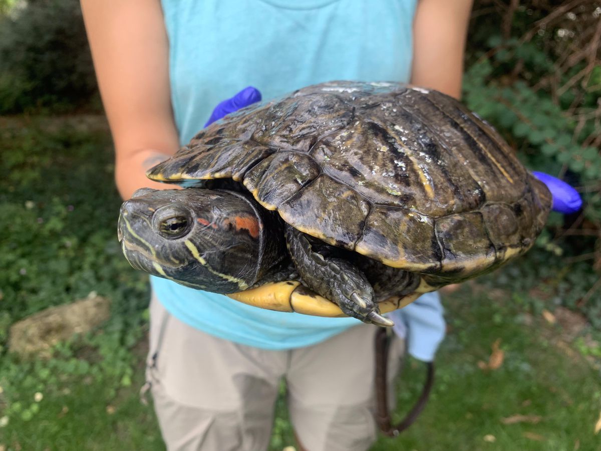 «Kiki» la tortue a été recueillie par le Bioparc le 4 juillet dernier.