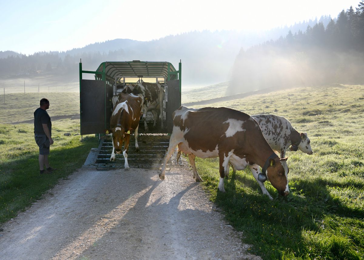 Il est sept heures, les vaches de la famille Germain retrouvent enfin leur alpage du Pré de Bière. Des scènes qui font partie du paysage vaudois, mais dans lequel s’insère désormais la fameuse meute du Marchai ruz.