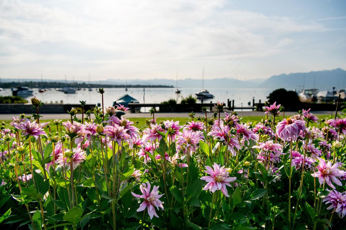 Vue sur un lac bordé de bateaux avec des montagnes en arrière-plan, avec des fleurs roses et blanches en premier plan sous un ciel partiellement nuageux.