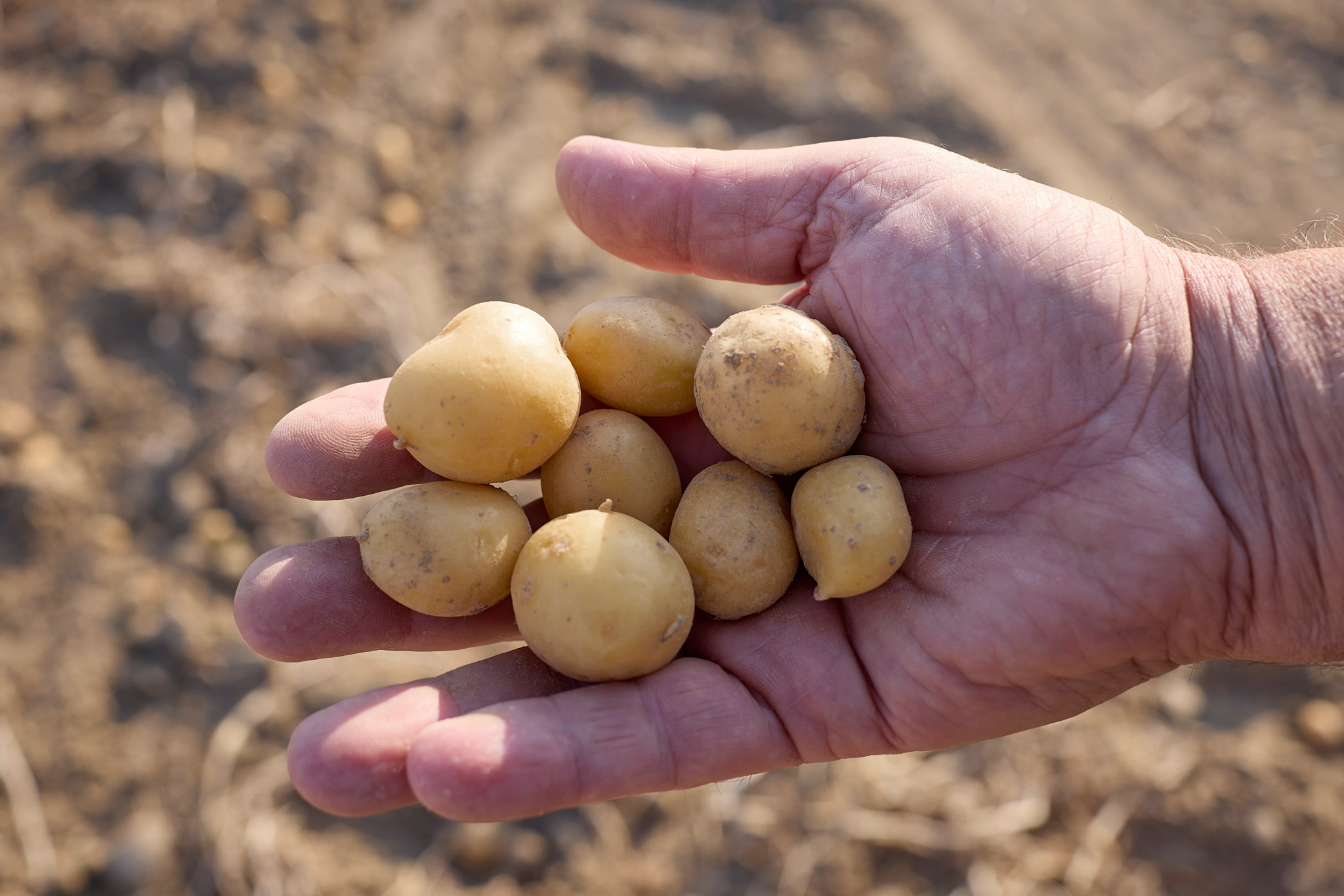 Pertes agricoles: La sécheresse coûte des millions aux assureurs agricoles suisses