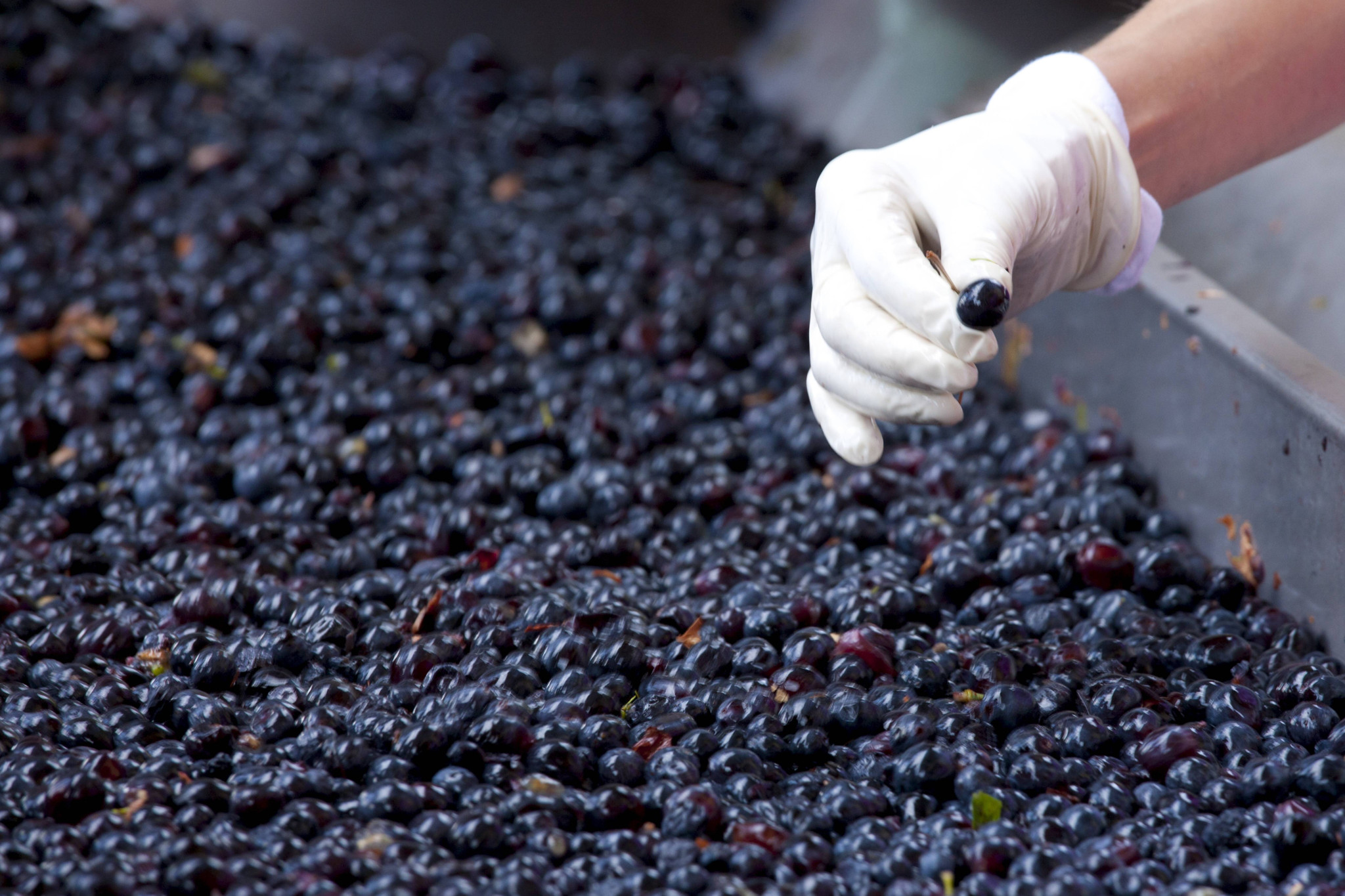 Fraude à l’AOC: Le Valais débusque un nouveau vin suspect