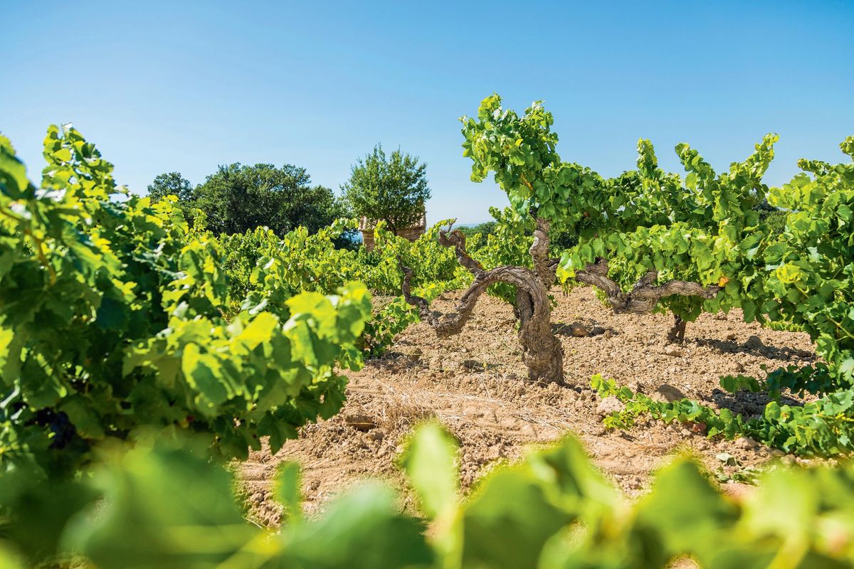 Le vignoble franc de pied de la famille Perrin, à Gigondas, dont est issue la cuvée L’Argnée.