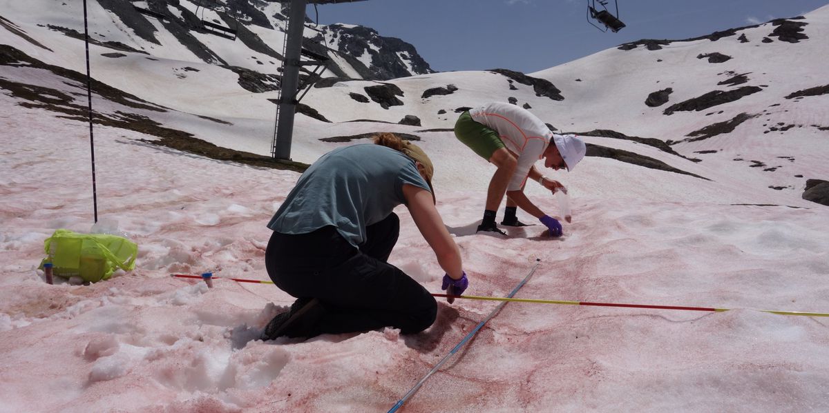 Forscherinnen nehmen im Juni 2024 in Vanoise, Frankreich, Proben von einer Algenblüte auf dem Schnee. Foto: Thomas Pauze