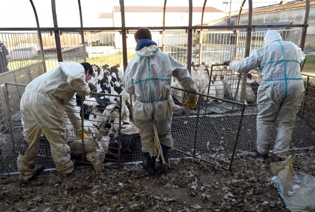 En France, plus de 1 million de volailles, essentiellement des canards, ont été abattues dans le sud-ouest ces dernières semaines. 