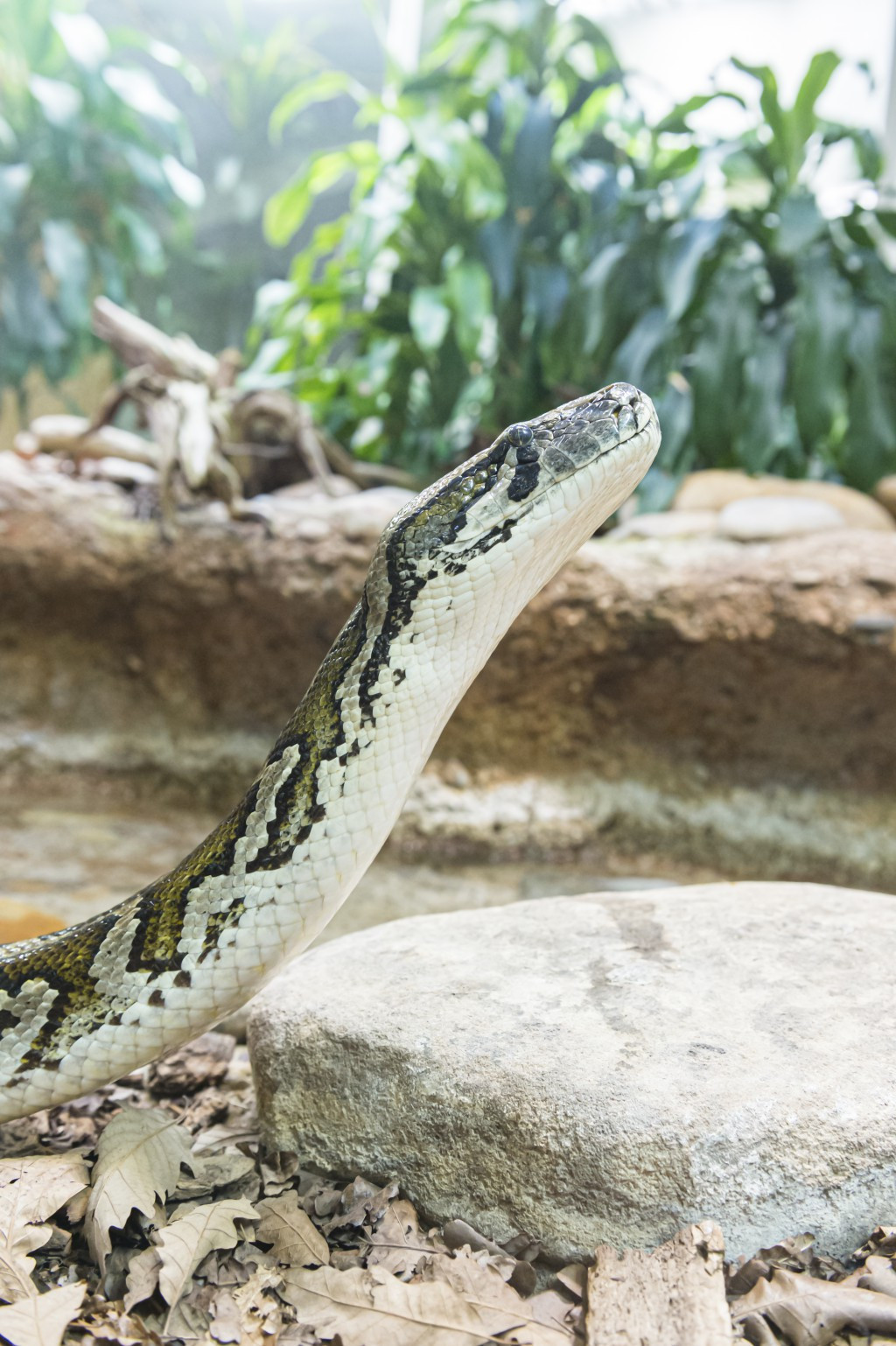 Basel: Zolli beherbergt drittältesten Tigerpython Europas