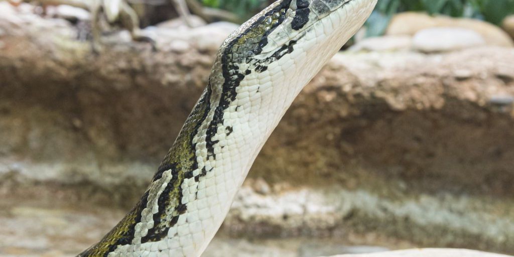 Basel: Zolli beherbergt drittältesten Tigerpython Europas