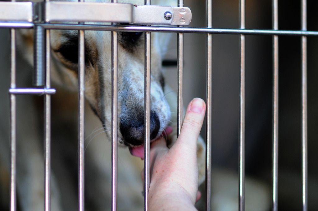 Une pub propose de castrer les maris infidèles