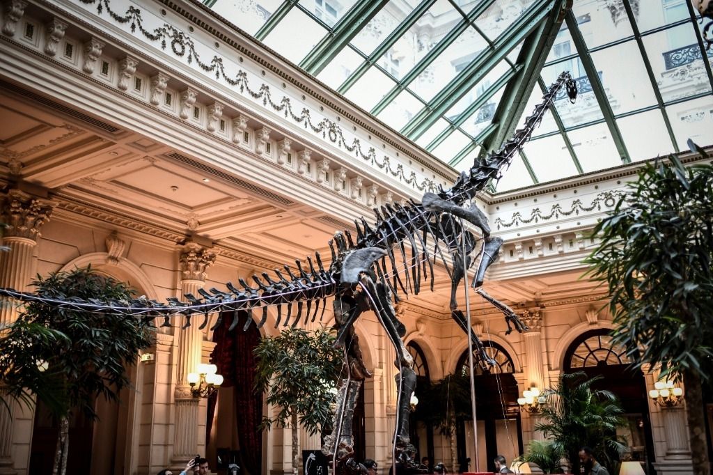 Un cousin du Diplodocus fait un flop aux enchères
