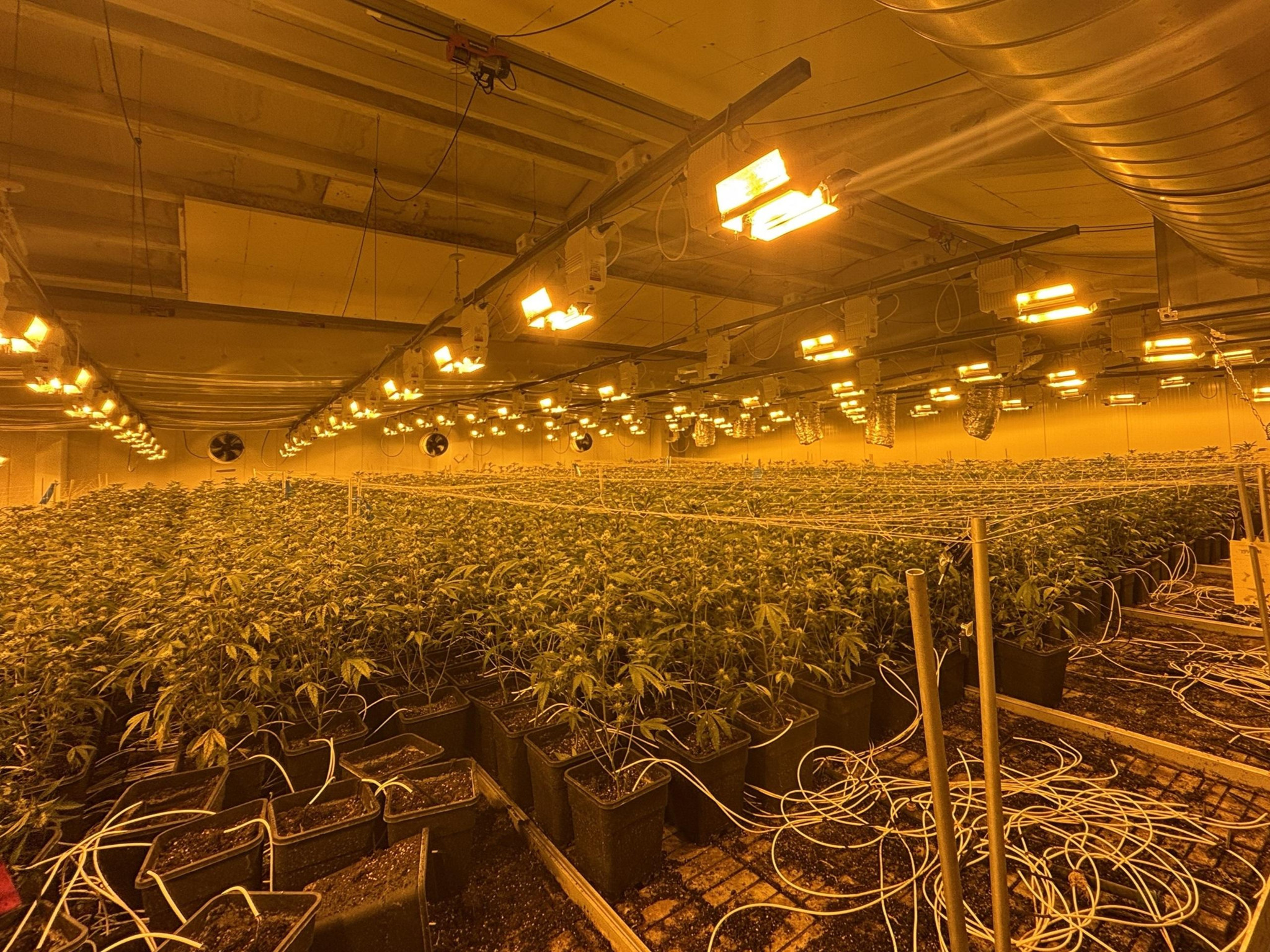 Mehr als 8000 Pflanzen: Polizei hebt Hanfplantage in Nürensdorf aus und verhaftet Betreiber